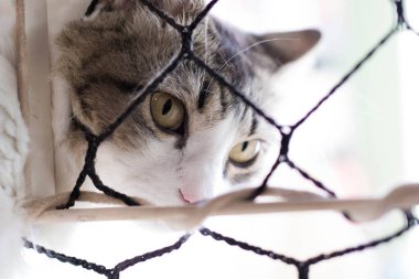 Koruyucu ızgaralı bir pencerede yeşil gözlü sevimli bir kedinin yakın. 