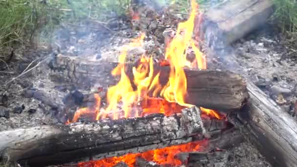 Dziki Ogień Ziemi — Wideo stockowe