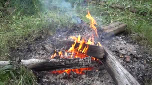 Dziki Ogień Ziemi — Wideo stockowe