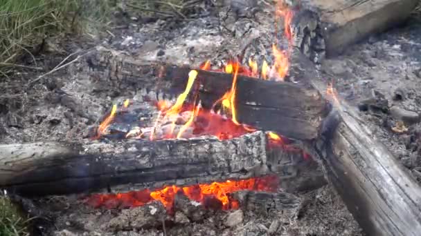 Feu Forêt Sur Sol — Video