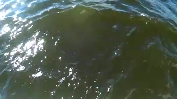 Wody Jeziora Zielone Fale — Wideo stockowe