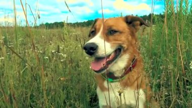 Köpek bir cephede oturur