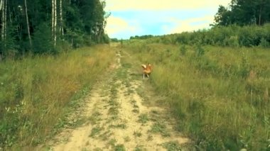 Köpek bir sopa çalışır