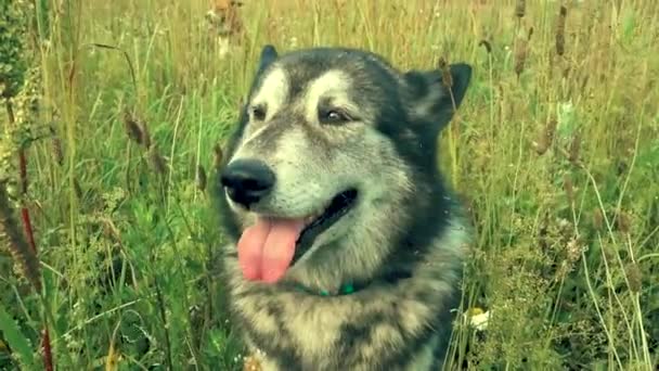 Huskies in een gras — Stockvideo