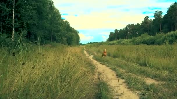 De hond loopt achter een stok — Stockvideo