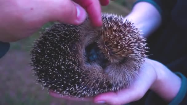 The wild hedgehog is ironed — Stock Video