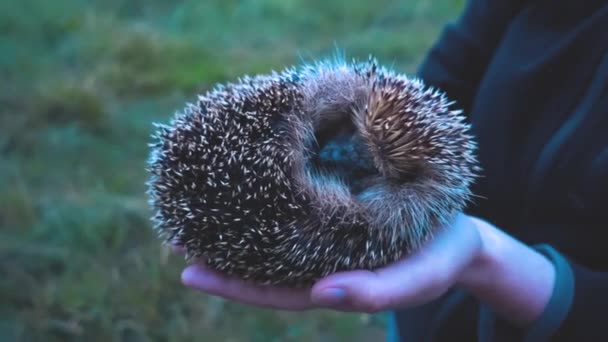 Hedgehog Lying Human Hands — Stock Video