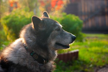husky köpek portresi