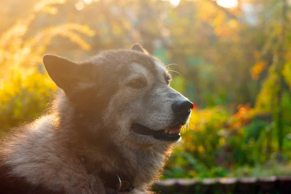husky köpek portresi