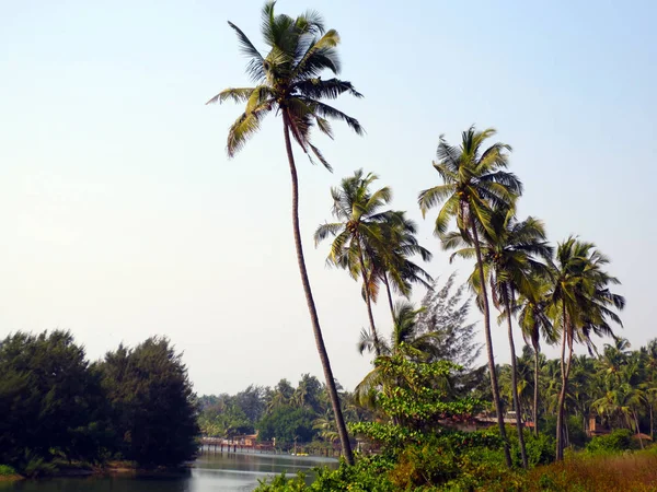 Palmen Ufer Des Flusses Indien — Stockfoto