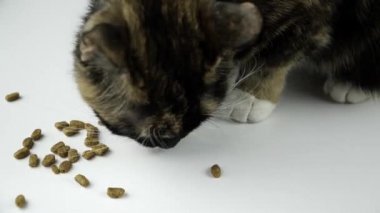Kedi beyaz masada yemek yiyor