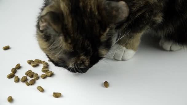 Cat Eats Food White Table — Stock Video