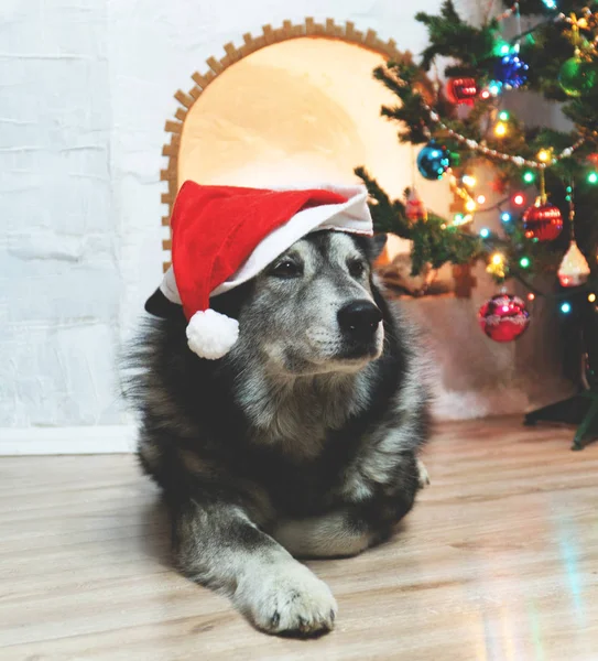 Santa Claus şapka şömine yakın köpek 