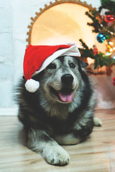 Hond Kerstman Hoed Buurt Van Open Haard — Stockfoto