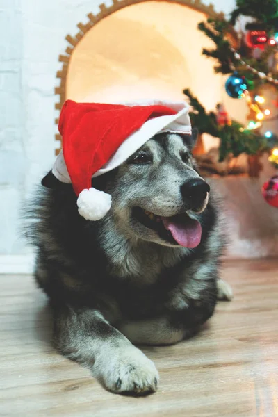 Hund Mit Weihnachtsmann Mütze Kamin — Stockfoto
