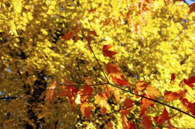 Kırmızı sonbahar yapraklı dal