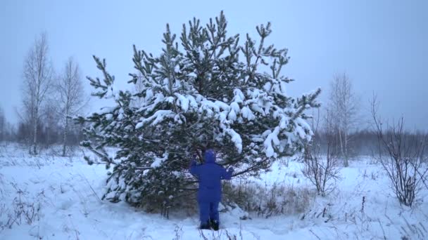 Άνθρωπος Τινάζει Καλυμμένα Χιόνι Πεύκα Μια Χιονοστιβάδα Χιόνι Πέφτει — Αρχείο Βίντεο