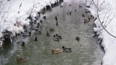Sektirmek nehirde yüzmek