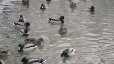 Sektirmek nehirde yüzmek