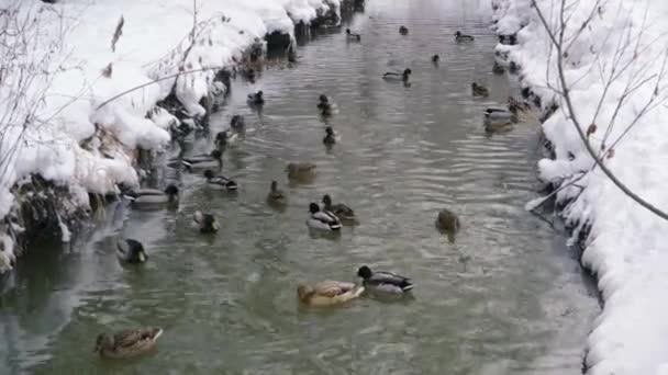 Canards et drakes nagent dans la rivière — Video