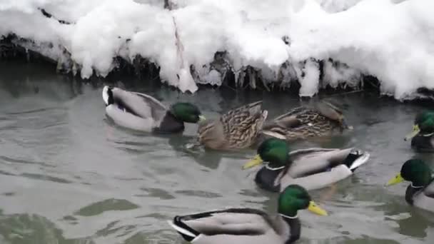 Patos y dragos nadan en el río — Vídeos de Stock