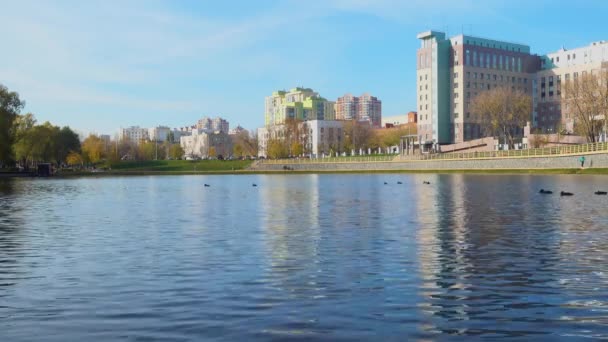 Ducks in the city pond — Stock Video