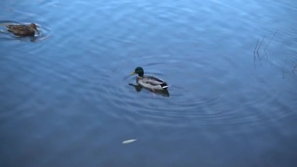 在市池塘里的鸭子 — 图库视频影像