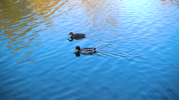 Patos en el estanque de la ciudad — Vídeos de Stock