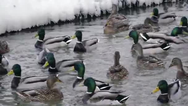 Canards dans la rivière attraper de la nourriture — Video