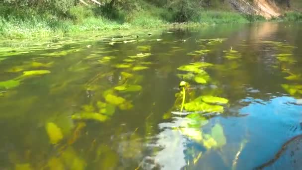 Floating over water-lilies — Stock Video