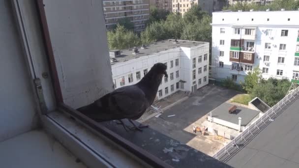 O pombo senta-se em uma soleira da janela — Vídeo de Stock