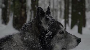 Husky karda yatıyor ve etrafına bakıyor