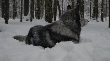 Husky karda yatıyor ve kafasını katlanmış