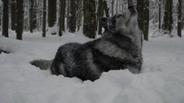 Husky karda yatıyor ve kuş aniden başını yükseltir görmek