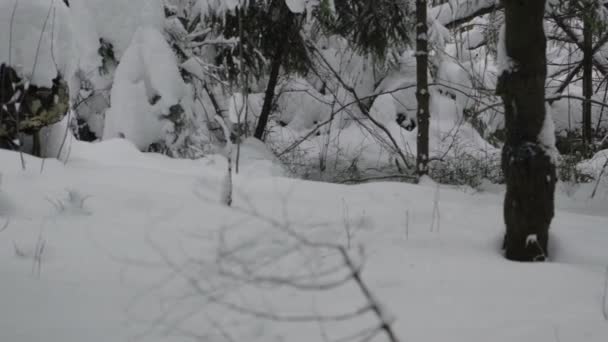 快乐的哈士奇狗跳出冬季森林的灌木丛 — 图库视频影像