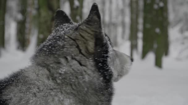 Husky Liggande Snön Vänder Sig Bort Och Plötsligt Vänder — Stockvideo