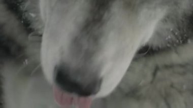 Husky bir şeyler yiyor ve dudaklarını yalıyor. Yakın gözler çerçevesinde.