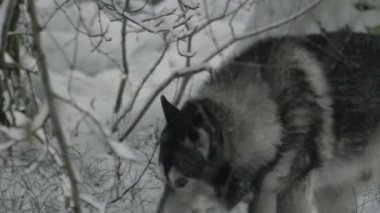 Husky kış ormanında çalılarda dolaşan ve kurt çok benzer.