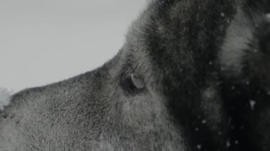 Burun üzerinde kar ile kışla Husky yan dikkatle bakıyor. Husky yüz profile yakın, gözler ve kar ile burun görünür.