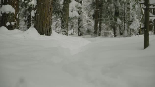 Χάσκι Ένα Χιονισμένο Δάσος Τρέχει Χαρά Προς — Αρχείο Βίντεο
