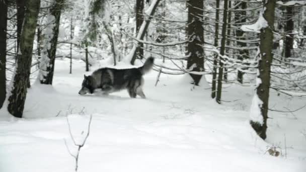 Husky Wandelingen Door Winter Bos Merken Plast Een Boom — Stockvideo