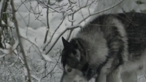 Husky errant dans les buissons dans la forêt d'hiver, et est très semblable au loup .
