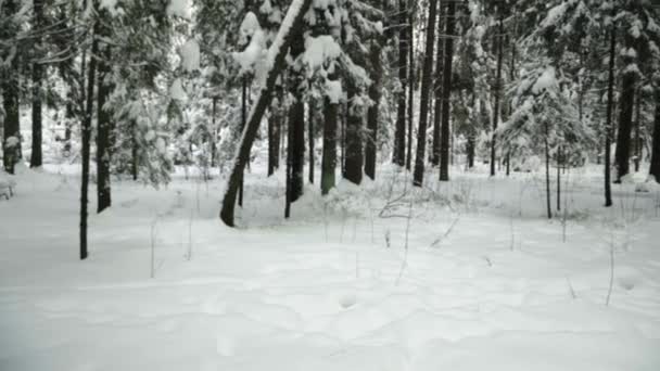 Панорама Зимнего Заснеженного Волшебного Леса Много Снега Земле Хвойных Деревьев — стоковое видео