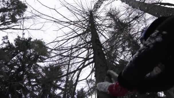 Girl Winter Forest Owner Fells Tree — Stock Video