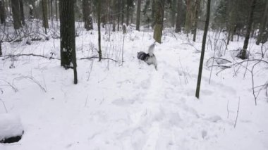 Kış ormanında köpek doğurmak Husky kar bir oyuncak atmak. Husky sevinçle atlama ve oyuncak sonra çalışan.