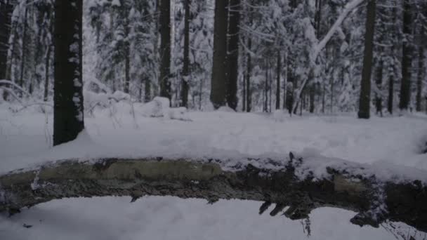 Hundeyngel Vinteren Skogen Hopper Tømmerstokk Løper Det Fjerne – stockvideo