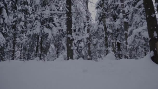 Σκύλος Φυλή Χάσκι Στο Χειμερινό Δάσος Πηδάει Από Χιόνι — Αρχείο Βίντεο