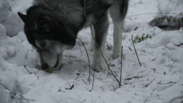 Psí Plemeno Husky Najde Koláč Sněhu Který Začne Jíst — Stock video