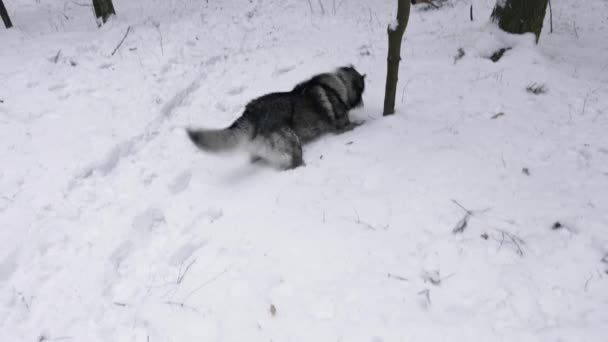 品种狗哈士奇扔玩具狗玩在冬天的雪中与玩具 — 图库视频影像