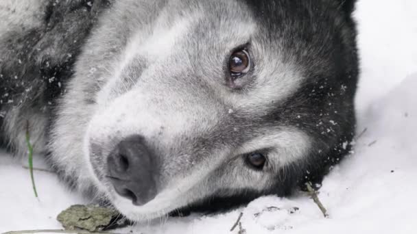 Perro Raza Husky Acostado Nieve Mira Lastimosamente Cámara — Vídeos de Stock